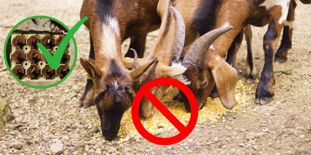 The $0.5 Livestock Feed That You Can Make at Home