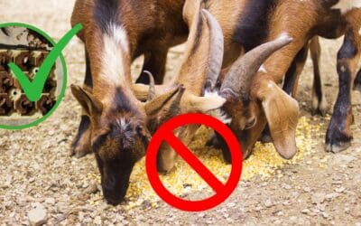 The $0.5 Livestock Feed That You Can Make at Home