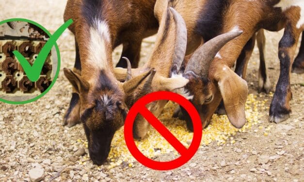 The $0.5 Livestock Feed That You Can Make at Home
