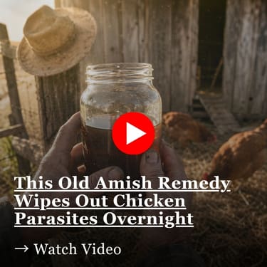 Weathered hands hold a glass mason jar of dark amber liquid in front of a wooden chicken coop with two brown hens.