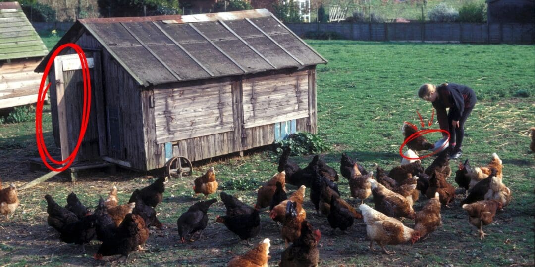 What Happens When You Let Chickens Free Range Full Time