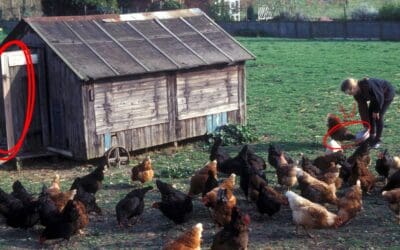 What Happens When You Let Chickens Free Range Full Time