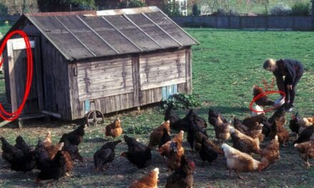 What Happens When You Let Chickens Free Range Full Time