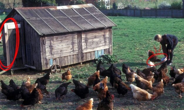 What Happens When You Let Chickens Free Range Full Time