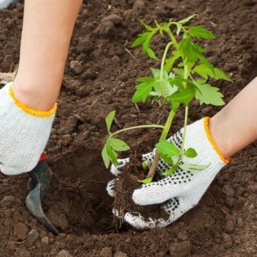 Person transplating seedlings.
