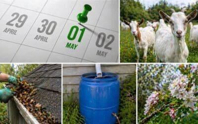 What May Says About Your Homestead