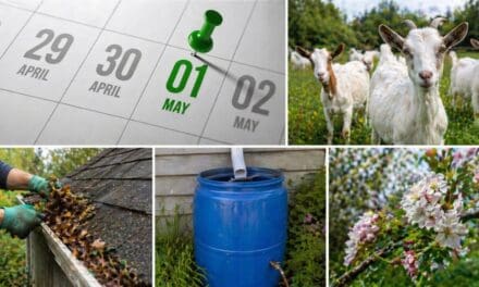 What May Says About Your Homestead