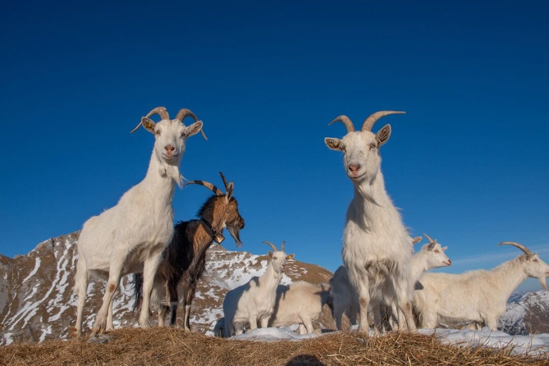 Goat Breeds: A Practical Guide to Choosing the Right Goat for Your Homestead