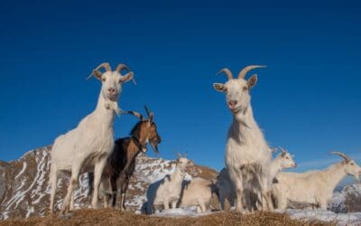 Goat Breeds: A Practical Guide to Choosing the Right Goat for Your Homestead
