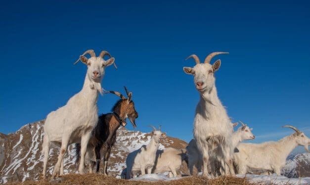 Goat Breeds: A Practical Guide to Choosing the Right Goat for Your Homestead