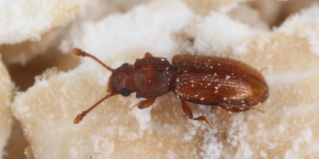 How to Identify, Get Rid of, and Prevent Pantry Beetles