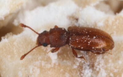 How to Identify, Get Rid of, and Prevent Pantry Beetles