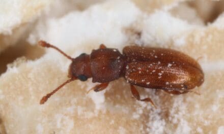 How to Identify, Get Rid of, and Prevent Pantry Beetles