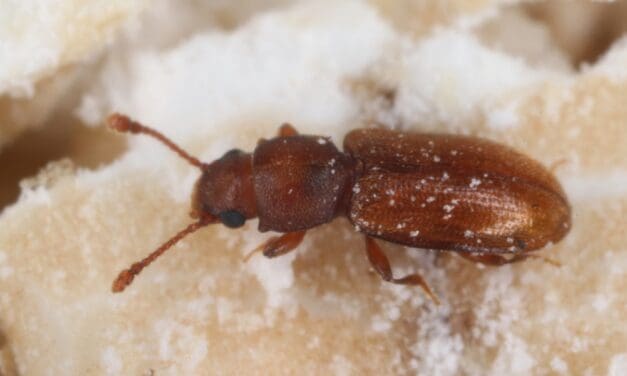 How to Identify, Get Rid of, and Prevent Pantry Beetles