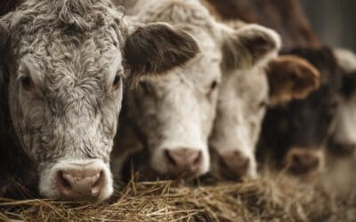 What Do Cows Eat? A Complete Guide to Cattle Nutrition for Homesteaders