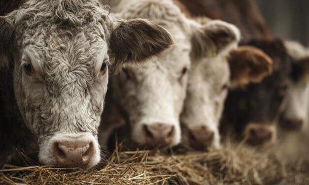 What Do Cows Eat? A Complete Guide to Cattle Nutrition for Homesteaders