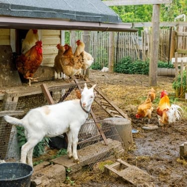 A small goat and several chickens in a muddy homestead animal pen beside a wooden coop.