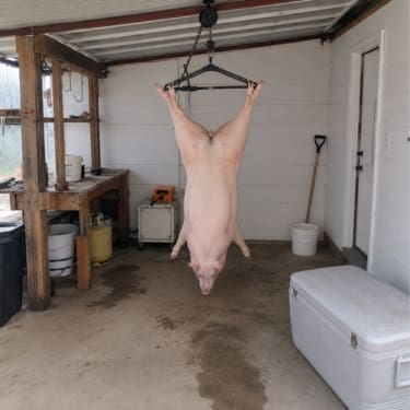 Pig hanging from pulley