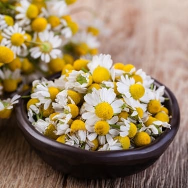 chamomile for insect bites