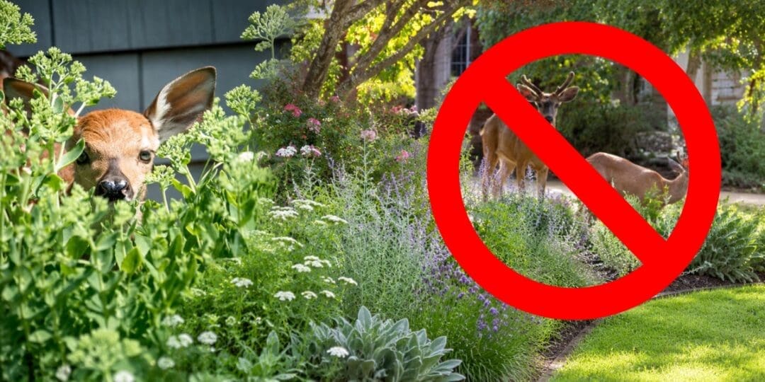 How to Keep Deer Out of Your Property Without Building a Fence