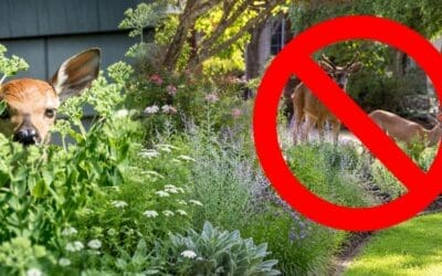 How to Keep Deer Out of Your Property Without Building a Fence