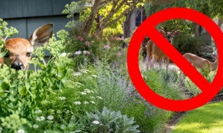 How to Keep Deer Out of Your Property Without Building a Fence