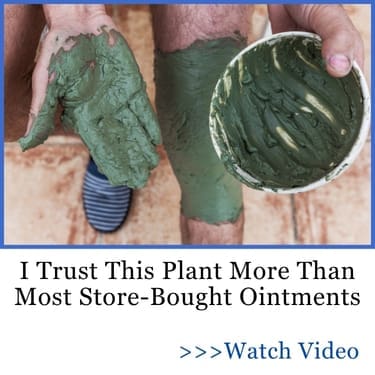 I trust this plant more