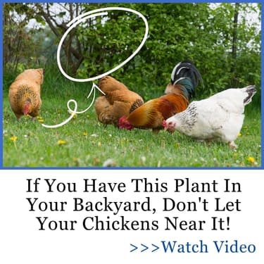 If You Have This Plant In Your Backyard, Don't Let Your Chickens Near It!