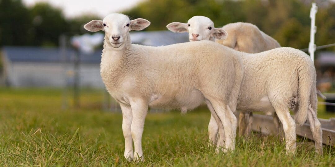 Katahdin Sheep: The Homesteader’s Guide to This No-Shear Meat Breed