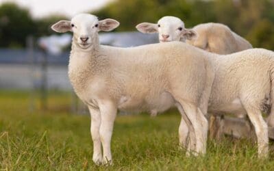 Katahdin Sheep: The Homesteader’s Guide to This No-Shear Meat Breed