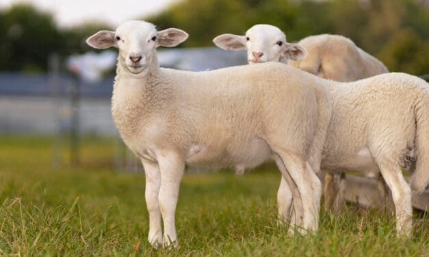 Katahdin Sheep: The Homesteader’s Guide to This No-Shear Meat Breed