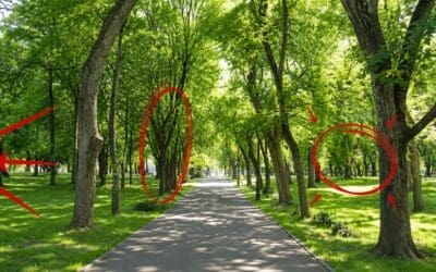 Medicinal Trees You Walk Past Every Day