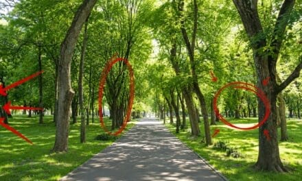 Medicinal Trees You Walk Past Every Day