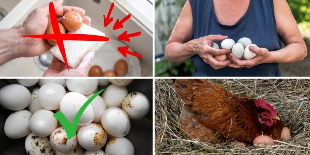Stop Washing Fresh Eggs! (Do This Instead)