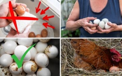 Stop Washing Fresh Eggs! (Do This Instead)