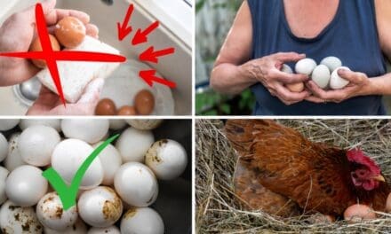 Stop Washing Fresh Eggs! (Do This Instead)