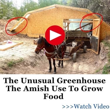 The Unusual Greenhouse The Amish Use To Grow Food Photo of the unusal amish greenhouse and amish man wiht a horse