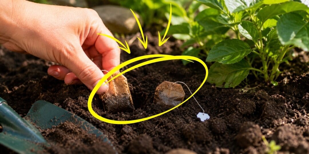 What Happens if You Bury Tea Bags in Your Garden