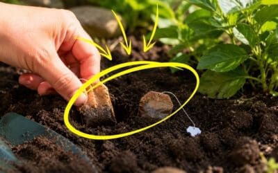 What Happens if You Bury Tea Bags in Your Garden