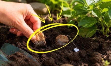 What Happens if You Bury Tea Bags in Your Garden