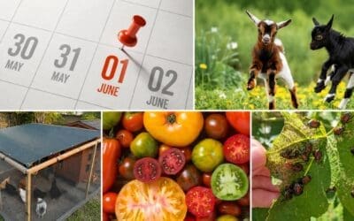 What June Says About Your Homestead