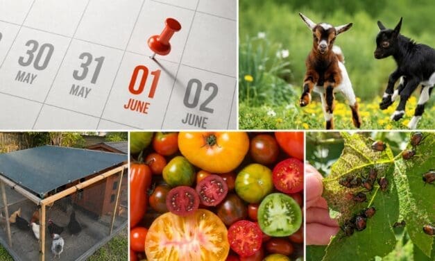 What June Says About Your Homestead