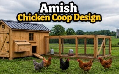 Amish Chicken Coop Design – What Makes It Work and How to Build Your Own