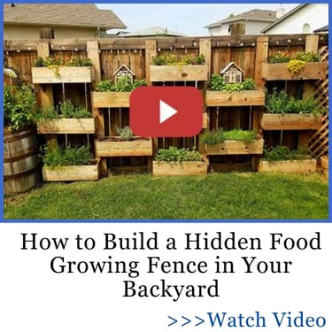 build hidden food growing in fence