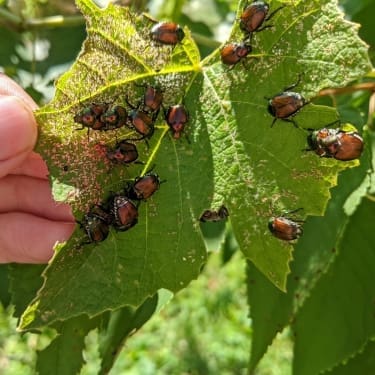 A bunch of Japanese beetles on a leaf