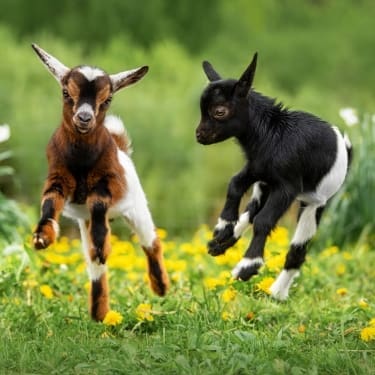 two happy baby goats