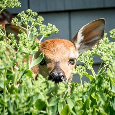 deer peeking from the bush