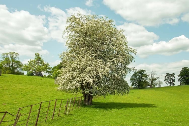 hawthorn