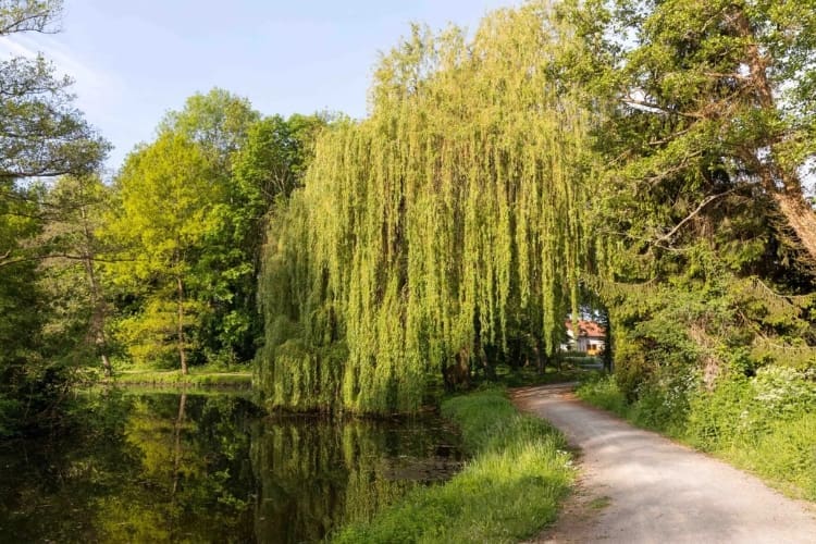 willow tree