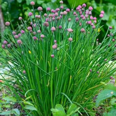 A handful of fresh chives in the garden 